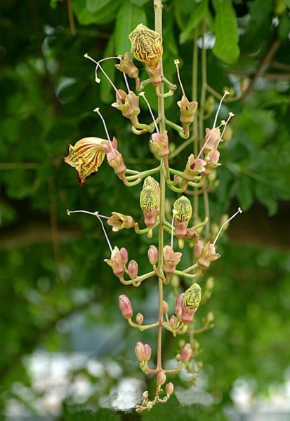 多花指甲兰植物图片(5张)