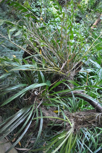 多花指甲兰植物图片(5张)
