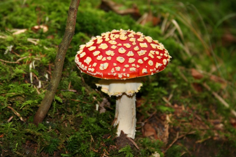 红色毒蝇伞毒蘑菇图片(13张)