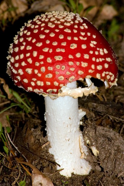 红色毒蝇伞毒蘑菇图片(13张)