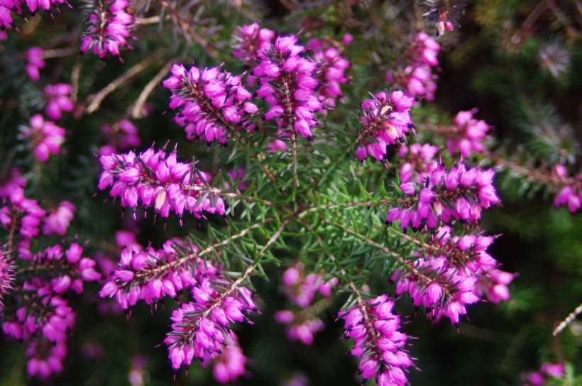 紫色欧石楠花卉图片(10张)