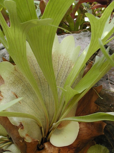 二歧鹿角蕨植物图片(5张)
