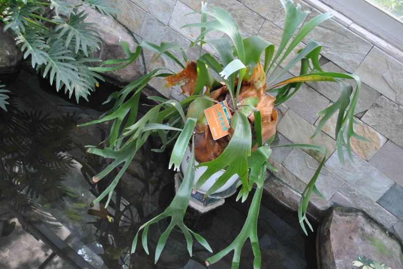 二歧鹿角蕨植物图片(5张)