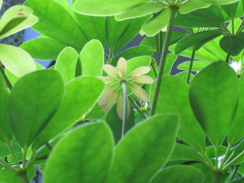 鹅掌柴植物图片(6张)