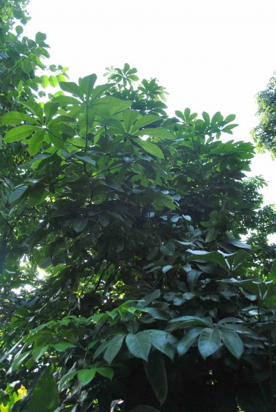 瓜栗植物图片(6张)