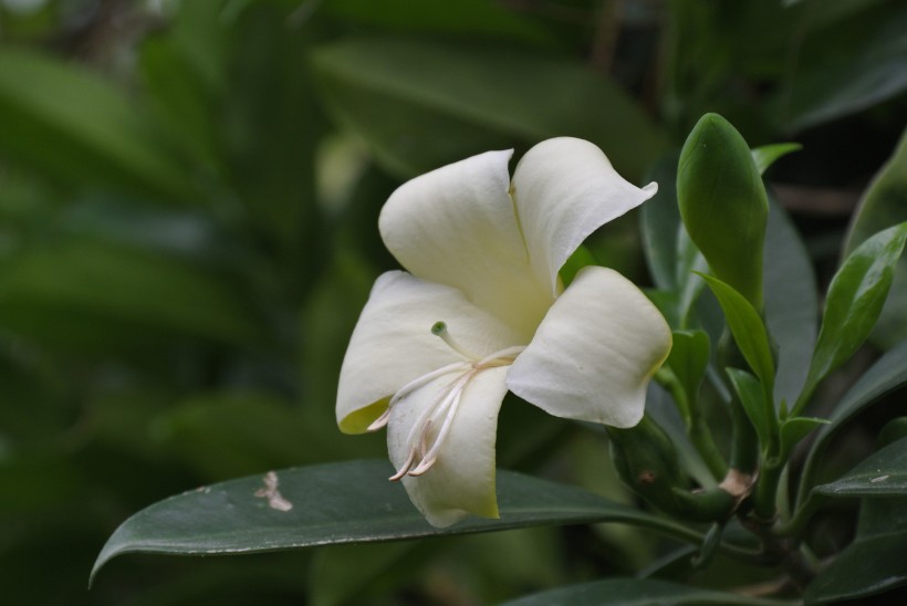 白色非洲茉莉图片(8张)