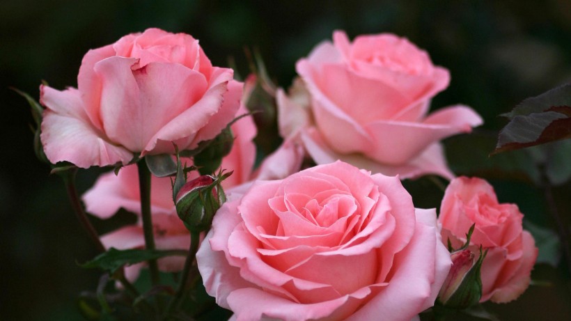 粉红色玫瑰花图片(6张)