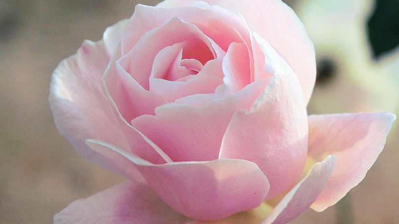 粉红色玫瑰花图片(6张)