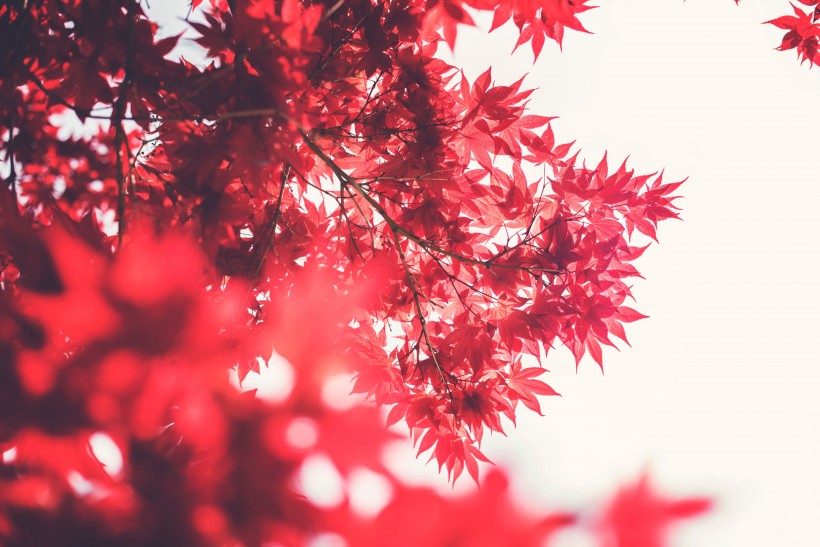 枫树枝上的枫叶图片(13张)