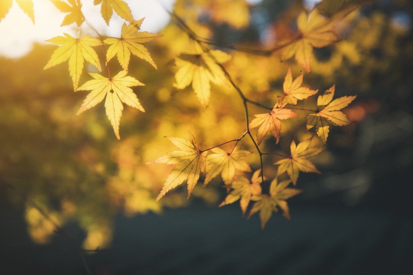 秋季漂亮的枫叶图片(9张)