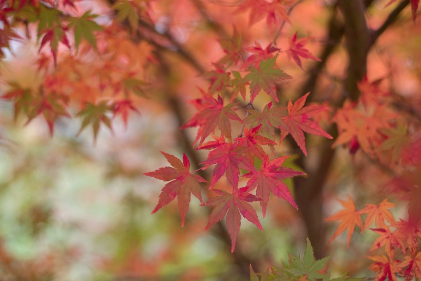 秋季漂亮的枫叶图片(9张)