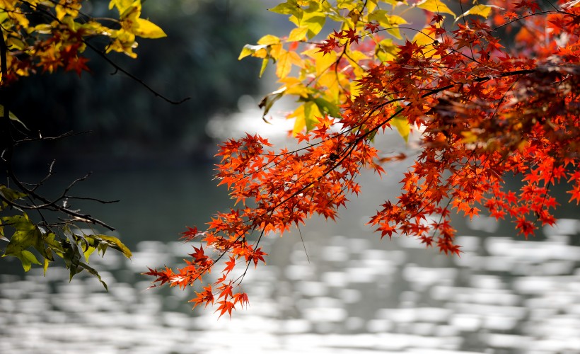 秋天萧瑟的枫叶图片(14张)
