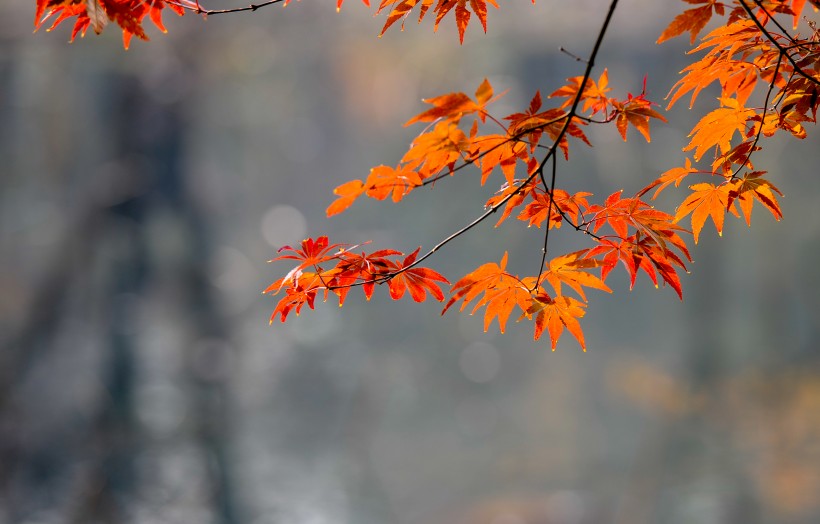 秋天红色枫叶图片(15张)
