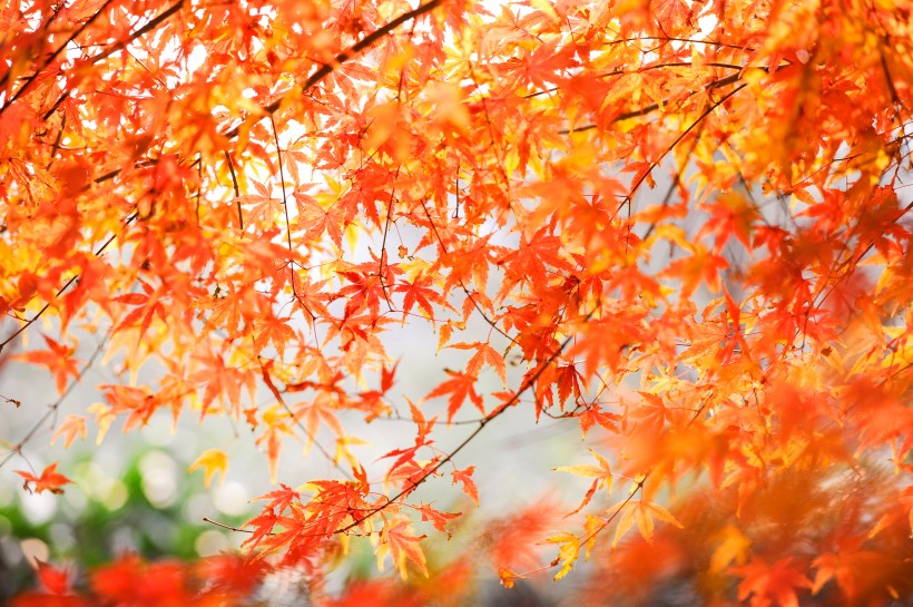 秋天红色枫叶图片(15张)