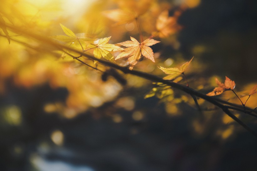 秋天萧瑟的枫叶图片(14张)