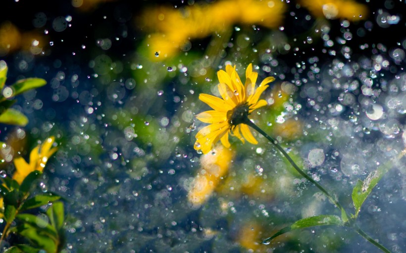 风雨中的花儿图片(8张)