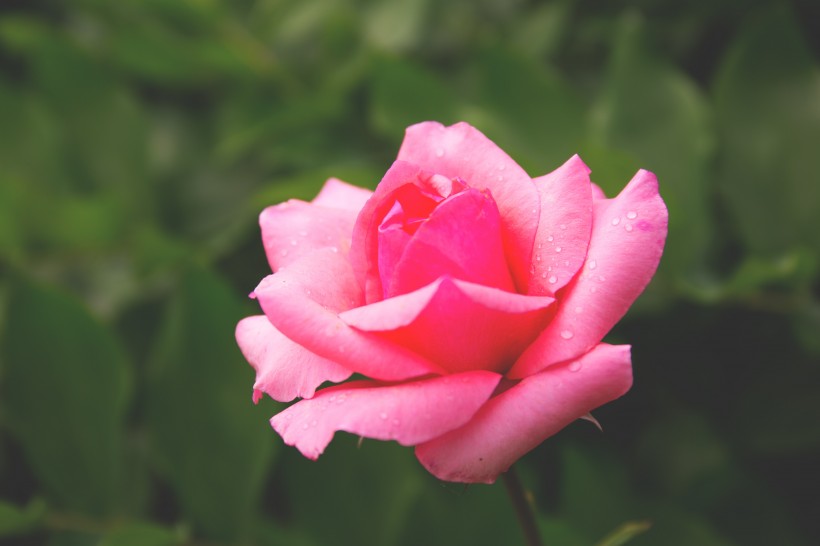 粉红的玫瑰花图片(14张)