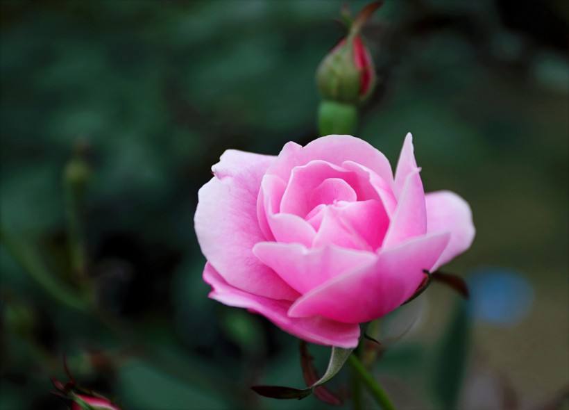 粉红的玫瑰花图片(14张)