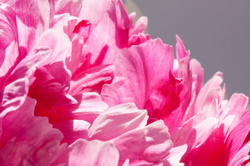 粉红牡丹花图片(10张)