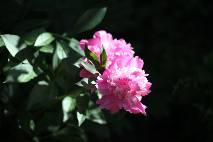粉红色的牡丹图片(15张)