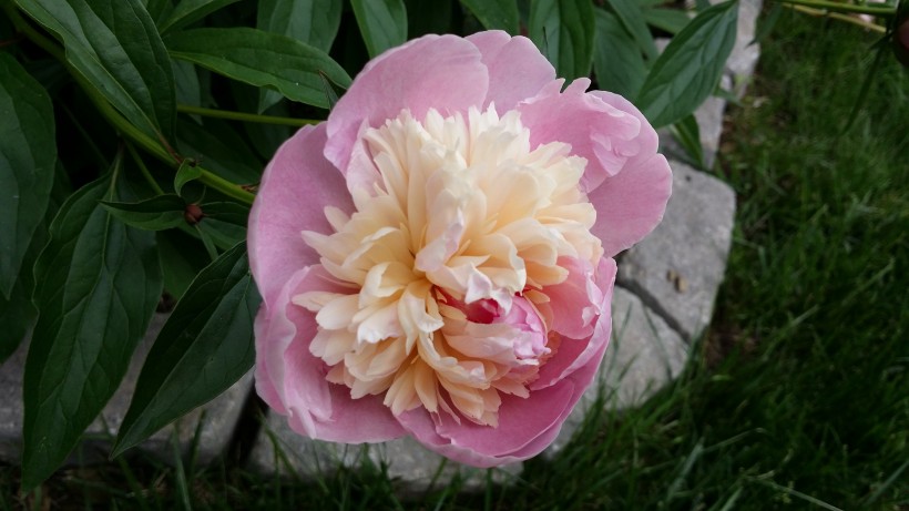 粉红牡丹花图片(10张)