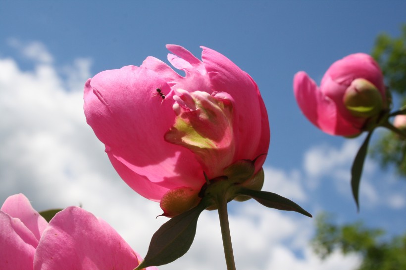 粉红色的牡丹图片(15张)