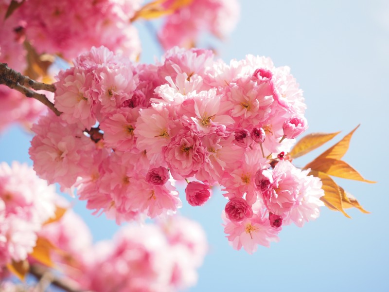粉红的樱花图片(12张)
