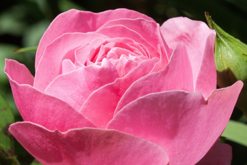 淡雅的粉玫瑰图片(10张)