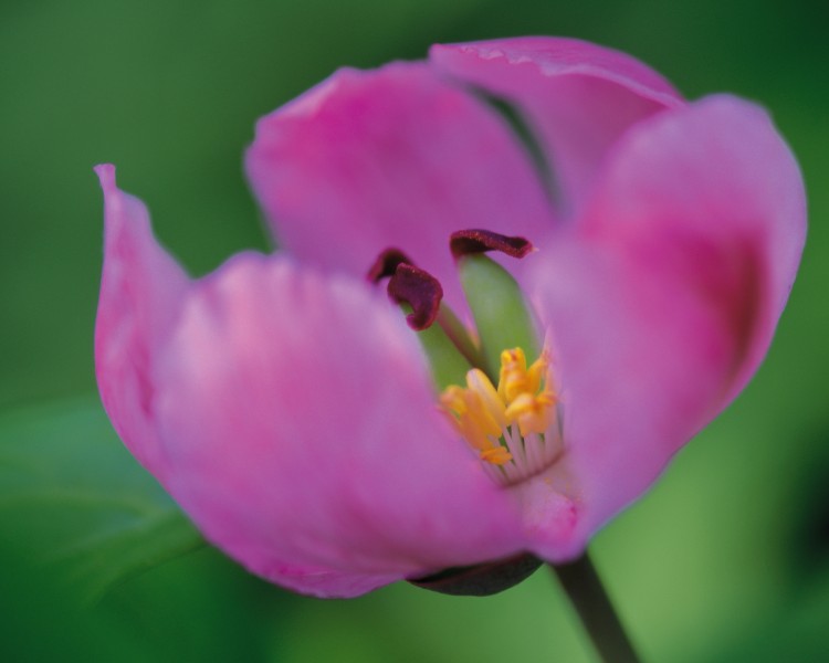 粉嫩粉嫩的野花图片(15张)