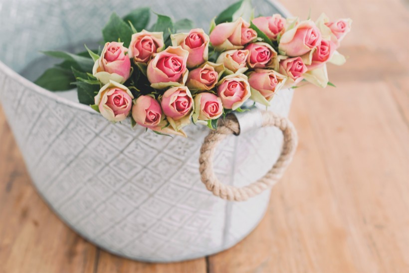粉色的玫瑰花束图片(10张)