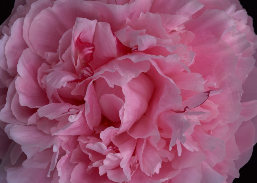粉色花瓣背景图片(15张)