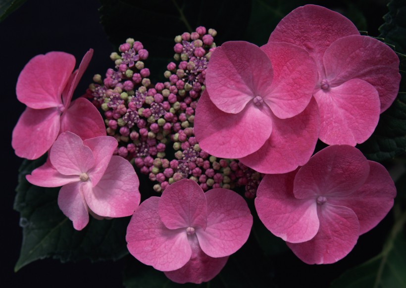 粉色花瓣背景图片(15张)