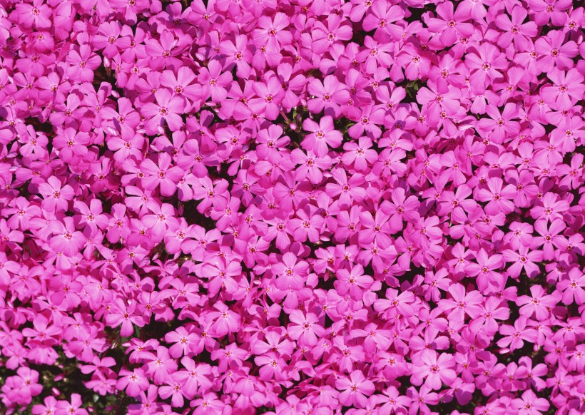 粉色花丛图片(31张)