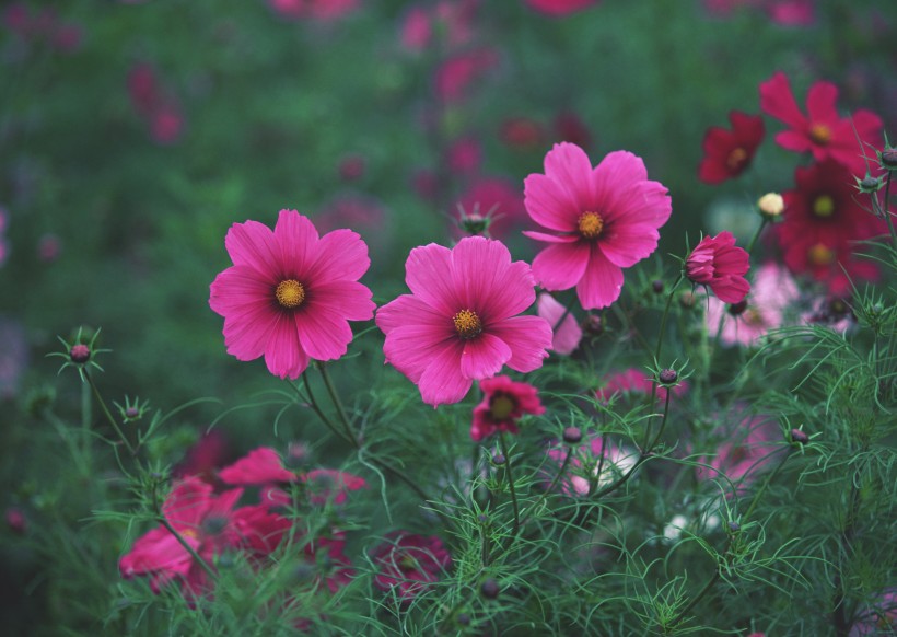 粉色花丛图片(31张)