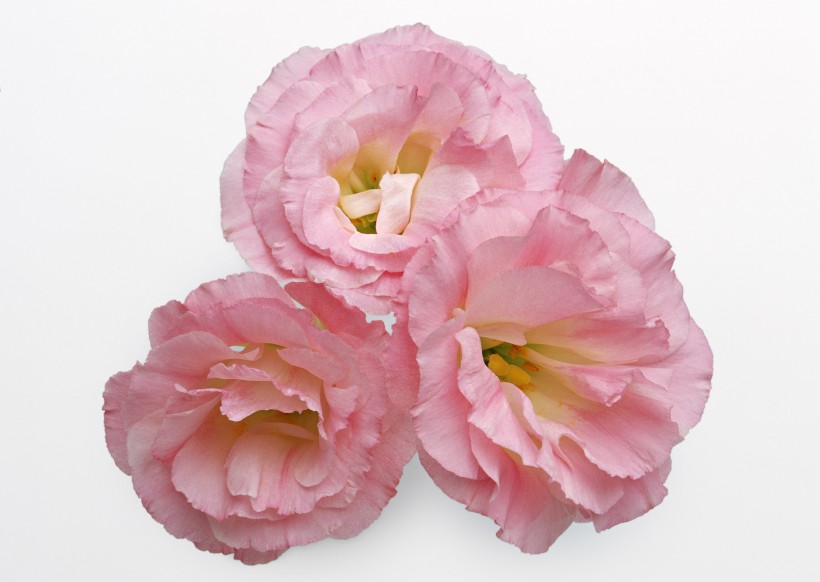 粉色花朵图片(12张)