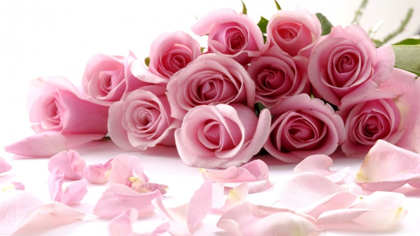 粉色玫瑰图片(12张)