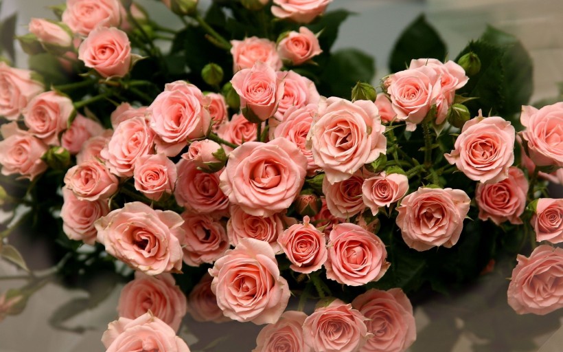 粉色玫瑰图片(12张)