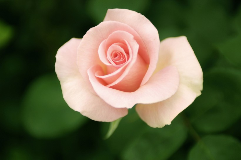 粉色玫瑰图片(8张)