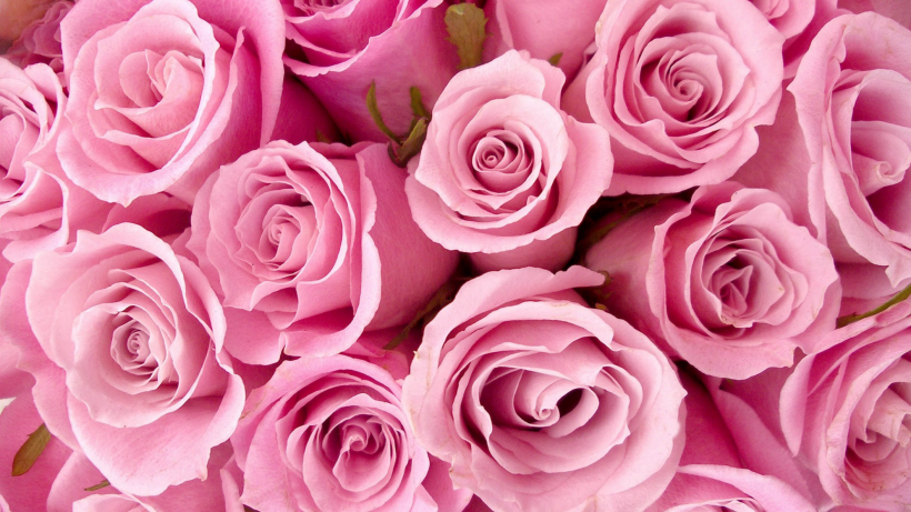 爱情之花粉色玫瑰图片(14张)