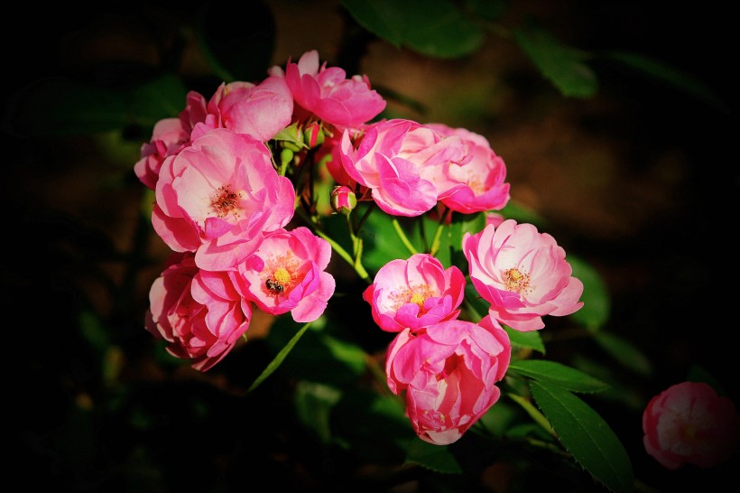 粉色蔷薇图片(7张)