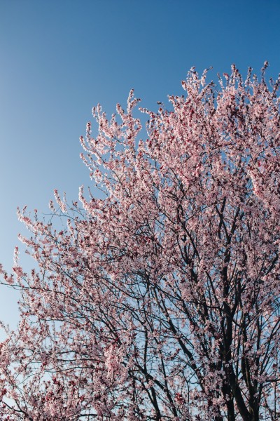 绽放的粉色樱花图片(10张)
