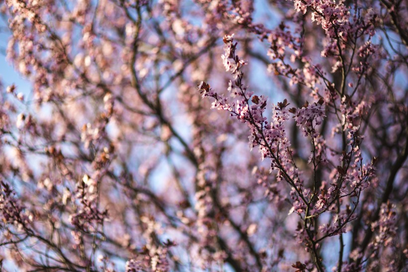 绽放的粉色樱花图片(10张)