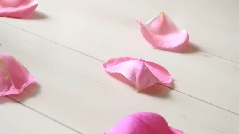 粉色的花瓣图片(10张)