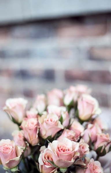 粉色的玫瑰花束图片(10张)
