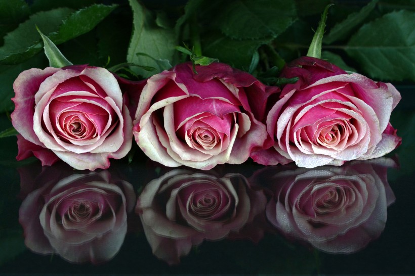 粉色的玫瑰图片(15张)