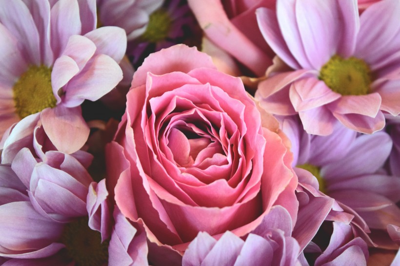 粉色的玫瑰图片(15张)