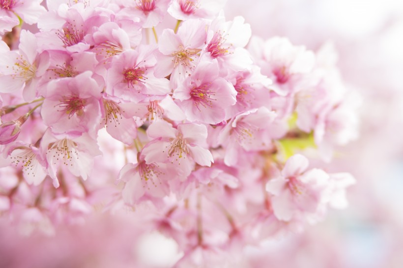 粉艳的樱花图片(12张)