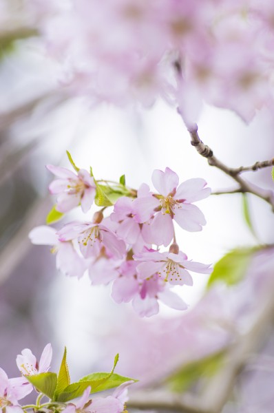 粉艳的樱花图片(12张)