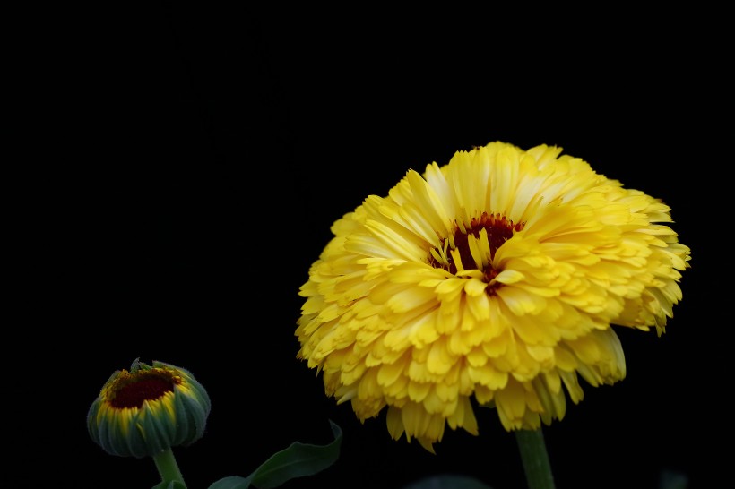 黄色的小菊花图片(18张)