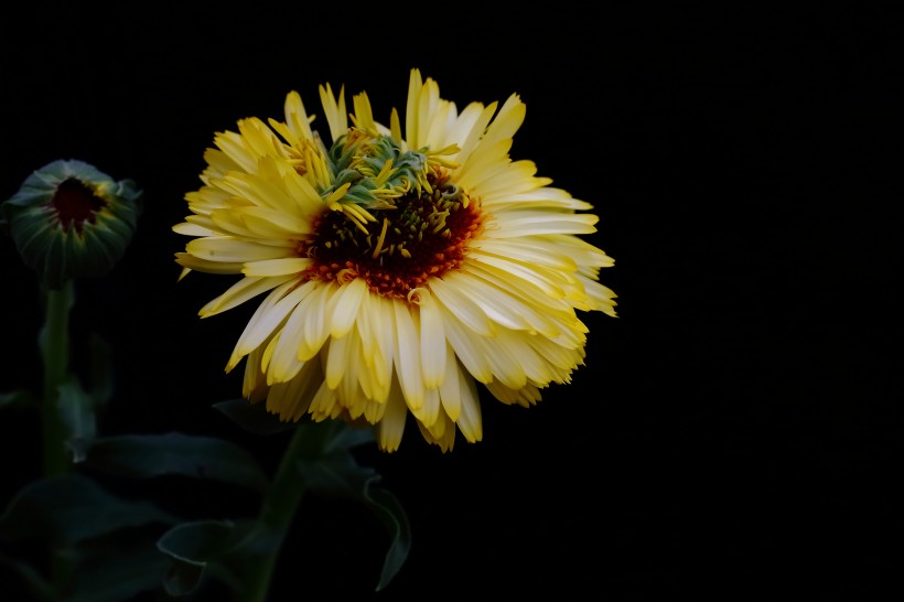 黄色的小菊花图片(20张)